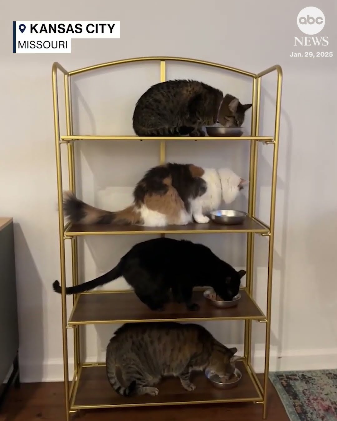 Cat owner trains four felines to eat on designated shelves: 'My masterpiece is complete'