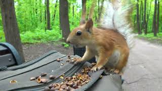 Копия и другие белки / Copy and other squirrels