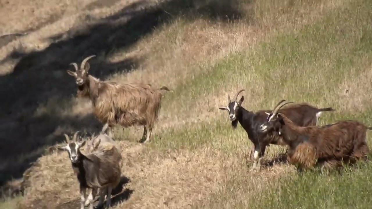 Wild goats on Saturna Island, BC - ihikebc.com