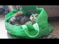 Кошка Кэти играет в сумке/ Katie the cat plays in the bag