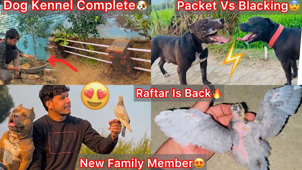 Finally Raftar Is Back Again🔥New Family Member Aagya😍|| Chota Packet Or Balcking Ki Power Test Ki💪