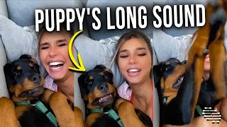 Puppy Pulls a Long Sound While Cuddling With Mom
