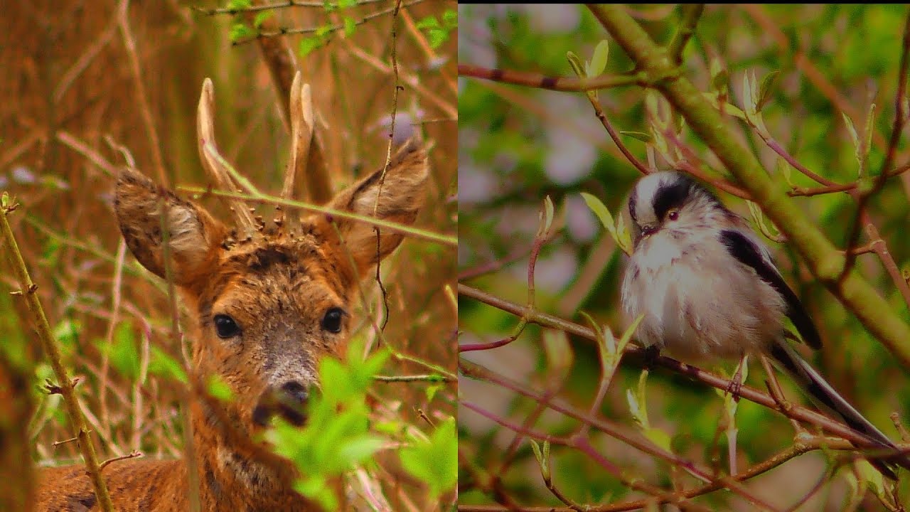 wildlife konusu Staartmezen en Reebok