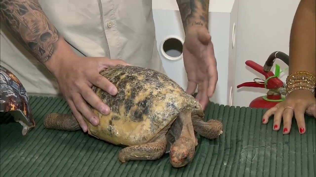 Jabuti que perdeu casco durante incêndio ganha nova chance