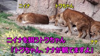 「トワちゃん、ナナが観てますよ」　〜 Lion (ライオン)〜　多摩動物公園