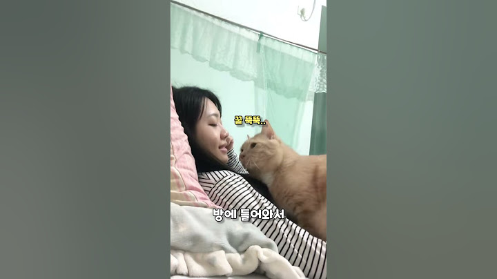 말하는 애교 냥이가 나타났다!! 귀여워...