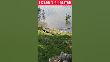 Alligator X Monitor Lizard