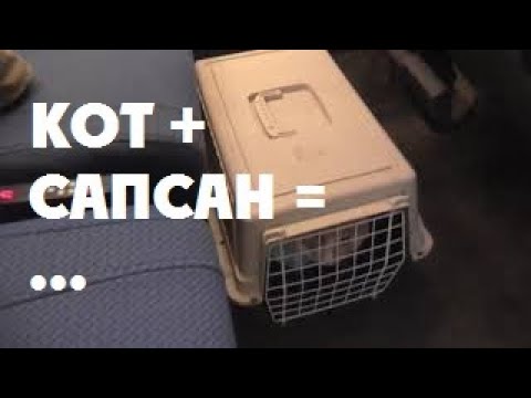 Перевозка КОТа на САПСАНе | поездка с животным в сидячем вагоне, питомец в поезде кошка собака птица