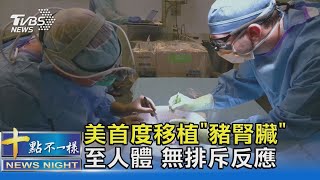 醫界創舉! 美團隊首度移植「豬腎」至人體 無排斥反應｜十點不一樣20211021