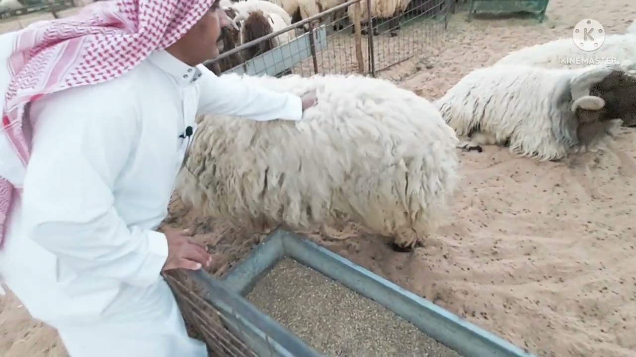 الجزء الثاني من مقابلة مربي الحلال  ابوصقر الإثنين ٢١/١١/١٤٤٣ ماشاء الله تبارك الله