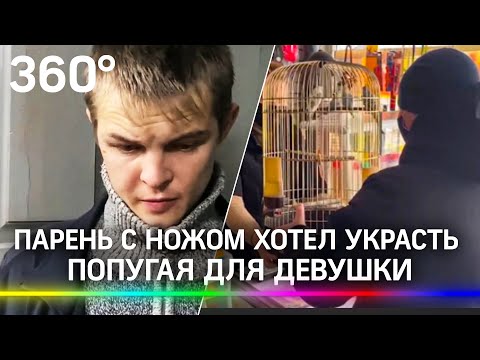 Пьяный романтик из Артёма похитил попугаев, совершив налёт с ножом на зоомагазин