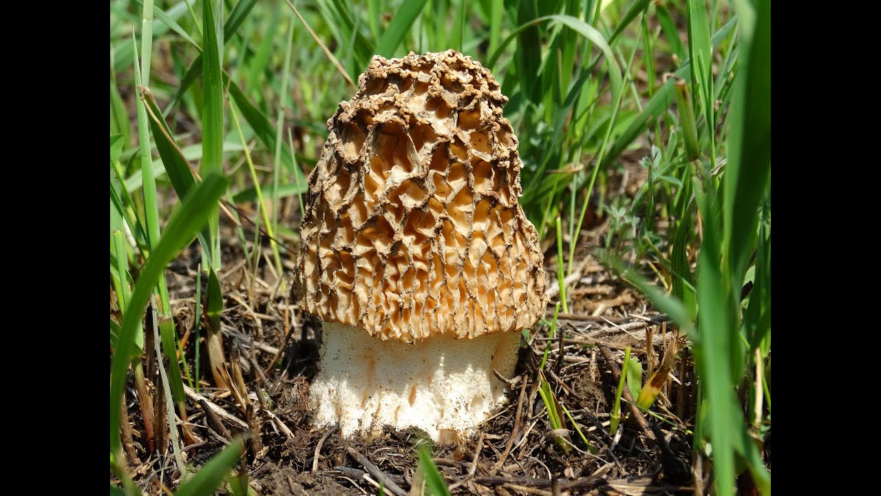 Сморчок степной (Morchella steppicola)