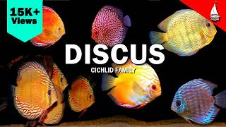 Yaathrika - Discus Fish