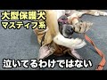 大型マスティフ系保護犬・ブラン姉さん葬儀の日【117 118日目】