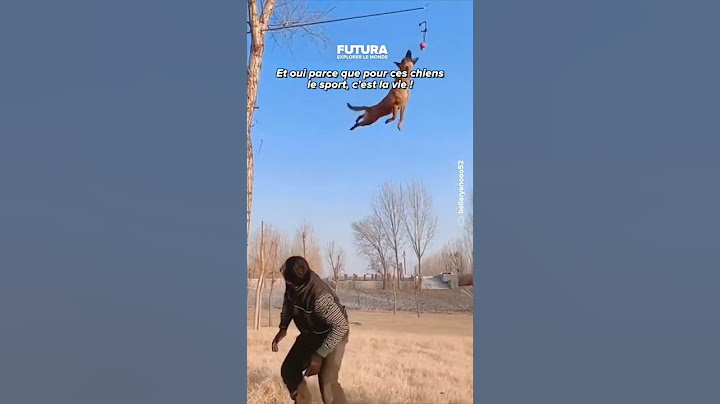 L’extraordinaire agilité et puissance des malinois !