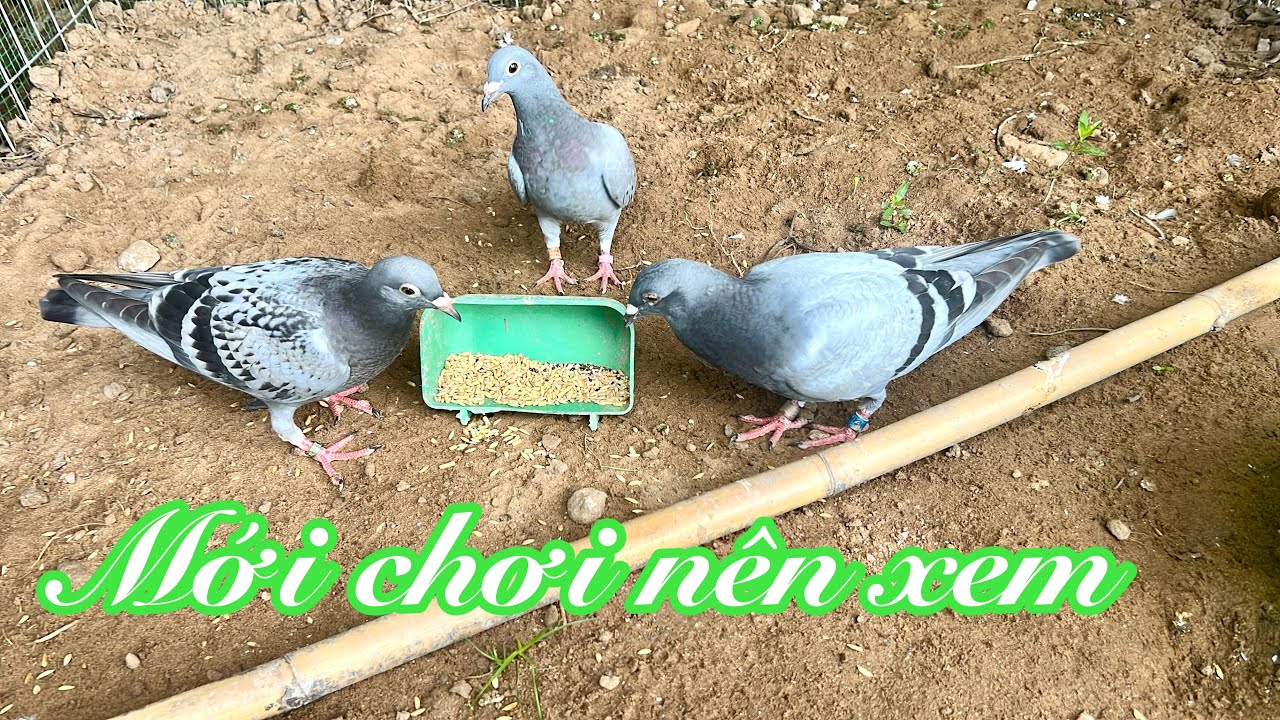 Chế độ huấn luyện đặc biệt cho chim bồ câu đua ai chơi môn này cũng phải biết, anh bảy thép