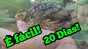 Qual o investimento para criar codorna?