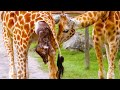 20 Crazies Ways Animals Give Birth