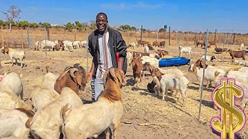 How He is Making Millions with Goat Farming in Zimbabwe