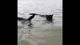 swimming cats