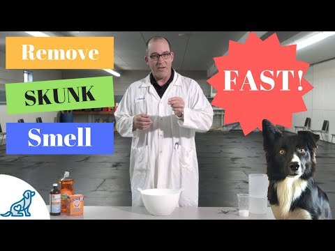 Video: Come De-Skunk A Dog