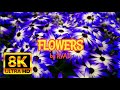 The most beautiful flowers collection 8k ultra  4k