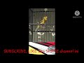 Suara Kenari Kombinasi Suara Kenari Asli Untuk Masteran Mp3 - Mp4 Download