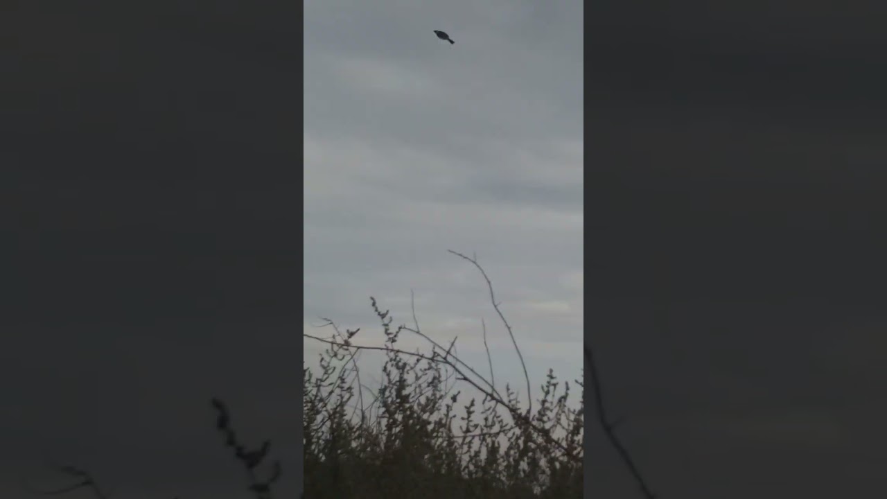 صيد بلابل وناسه فقط