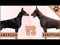American Doberman vs European Doberman