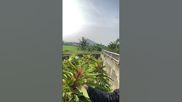 Cây thuốc Mào Gà hoa đỏ#covenduongvlogs #câythuốcquý #caythuoc #câythuốcnamquí #thaoduocquy