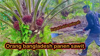 Orang bangladesh panen sawit