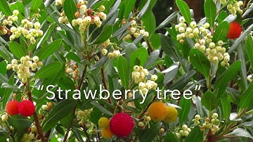 Edible fruit: Arbutus unedo (Strawberry tree)