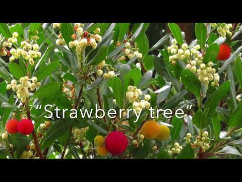 Video: Nawawalan ba ng mga dahon ang mga strawberry tree?