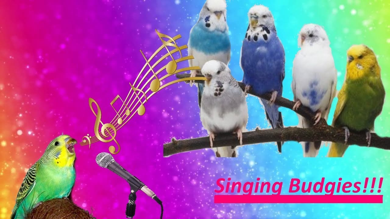 Волнистый попугай. Пение птиц волнистых попугаев. Обои на рабочий стол попугаи. Чириканье попугаев.