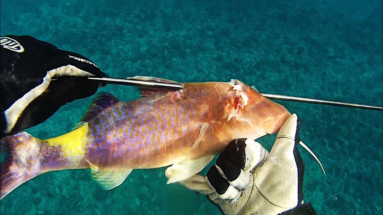 Spearfishing Hawaii Spearfishing Compilation and Moana Kali CATCH and