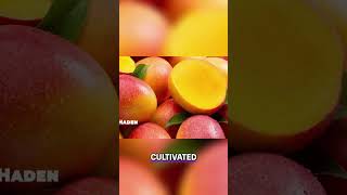 Luscious Mango Guide From May To June Harvest