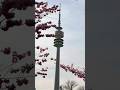 #phool #cherryblossomsparrow #glower #nature #peace #2026 #olympiapark #germany #relaxing