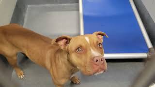 acs A662163
