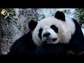 20181021 圓仔很滿意烤過的棲架，彪拔一叫就回家 The Giant Panda Yuan Zai