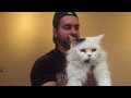 Turkish angora cat Vs Doll face vs Tiger face persian cats の動画、YouTube動画。