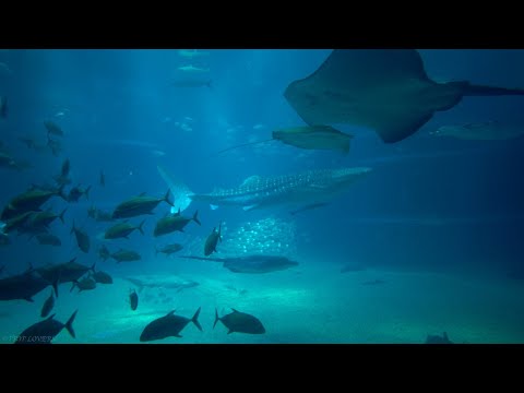 Thumbnail for the video The big tank at Kaiyukan aquarium, Osaka, in 4K