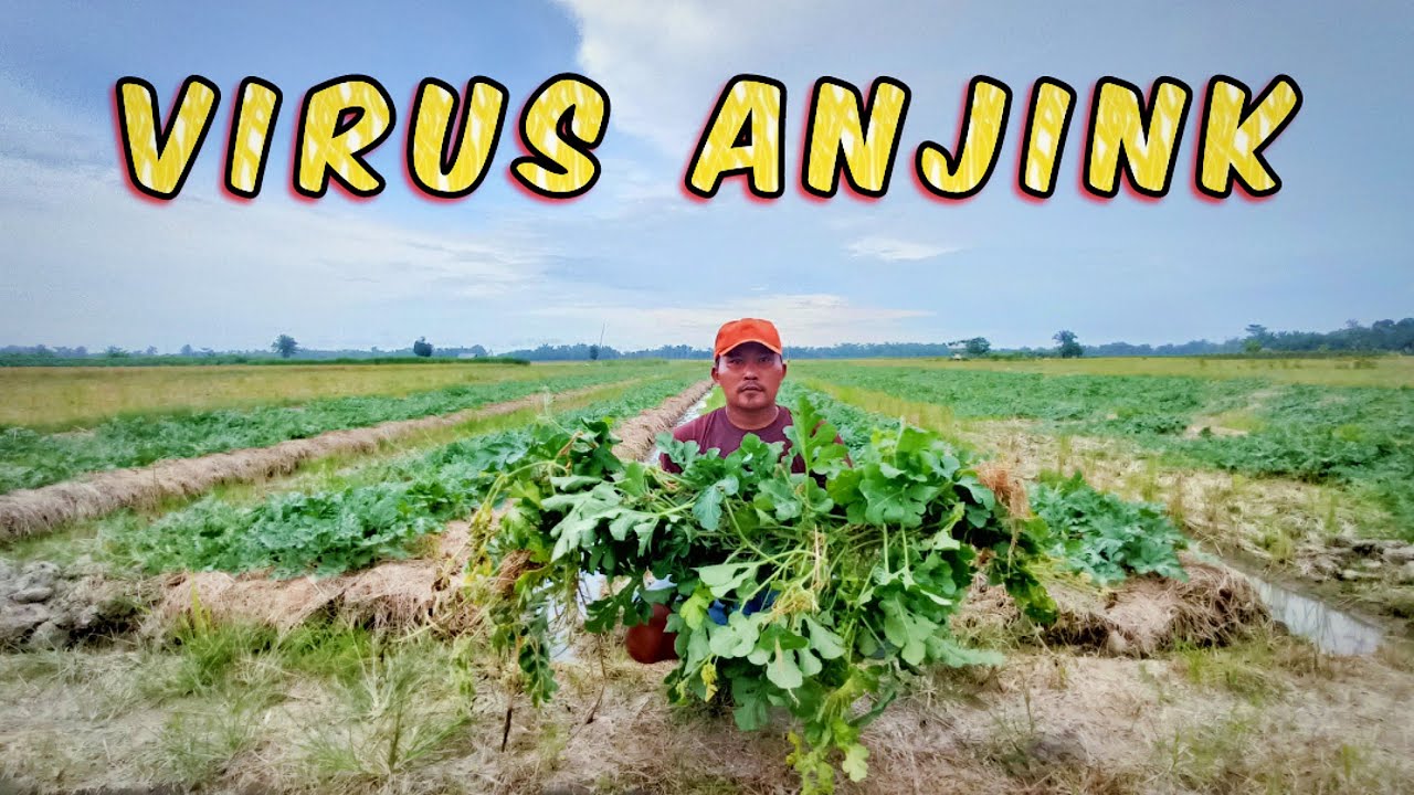 Virus Mematikan Tanaman Semangka, Hati Hati Buat Para Petani. #nardyshu #pertanian