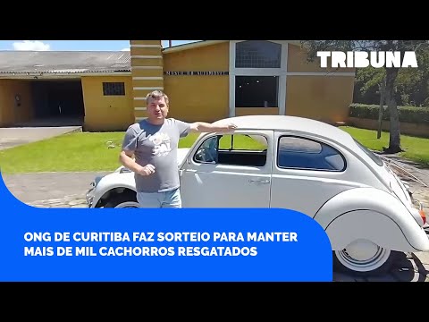 Fusca, iPhone e Smar TV: ONG de Curitiba faz sorteio para manter mais de mil cachorros resgatados