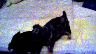 101_0517.MOV