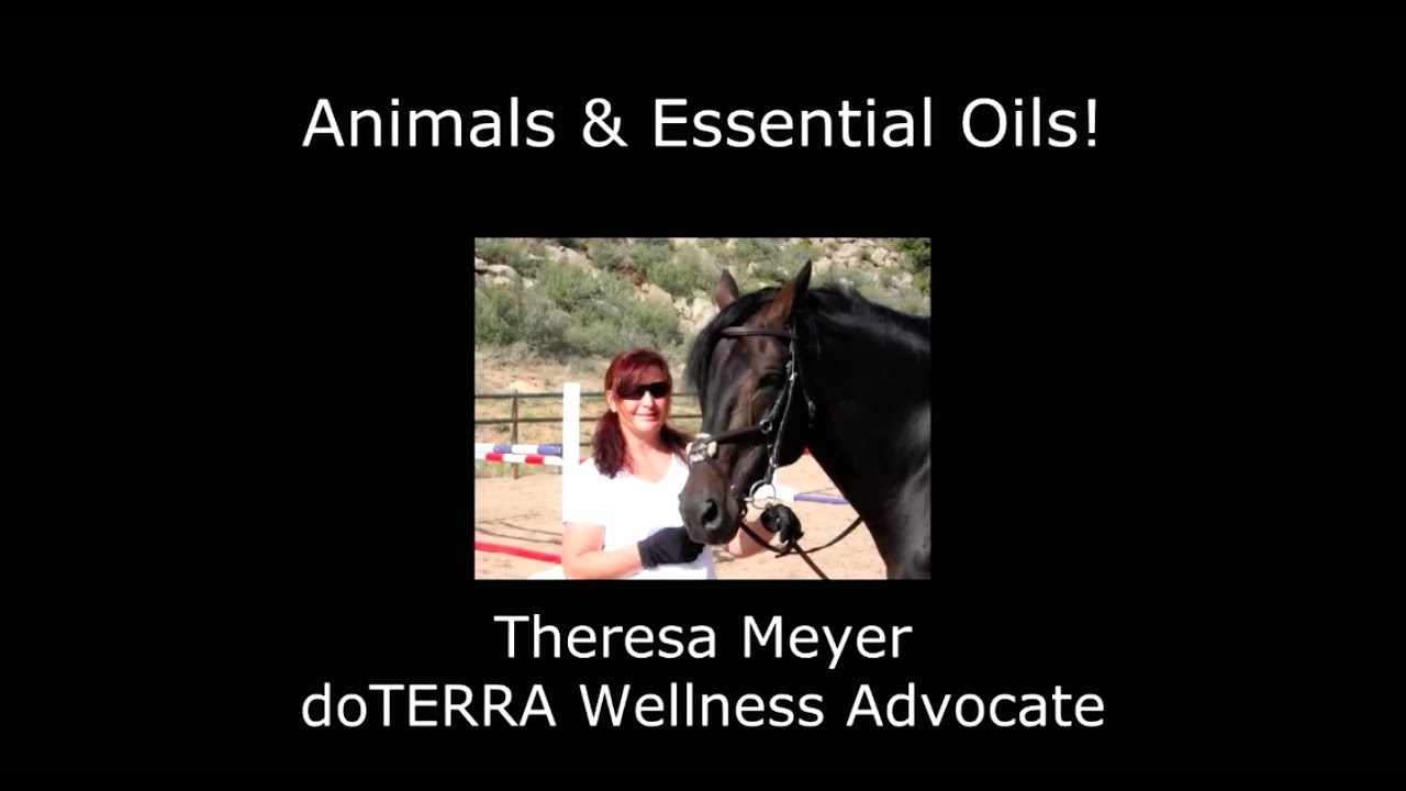 How to use essential oils on horses, cats, and dogs. - YouTube