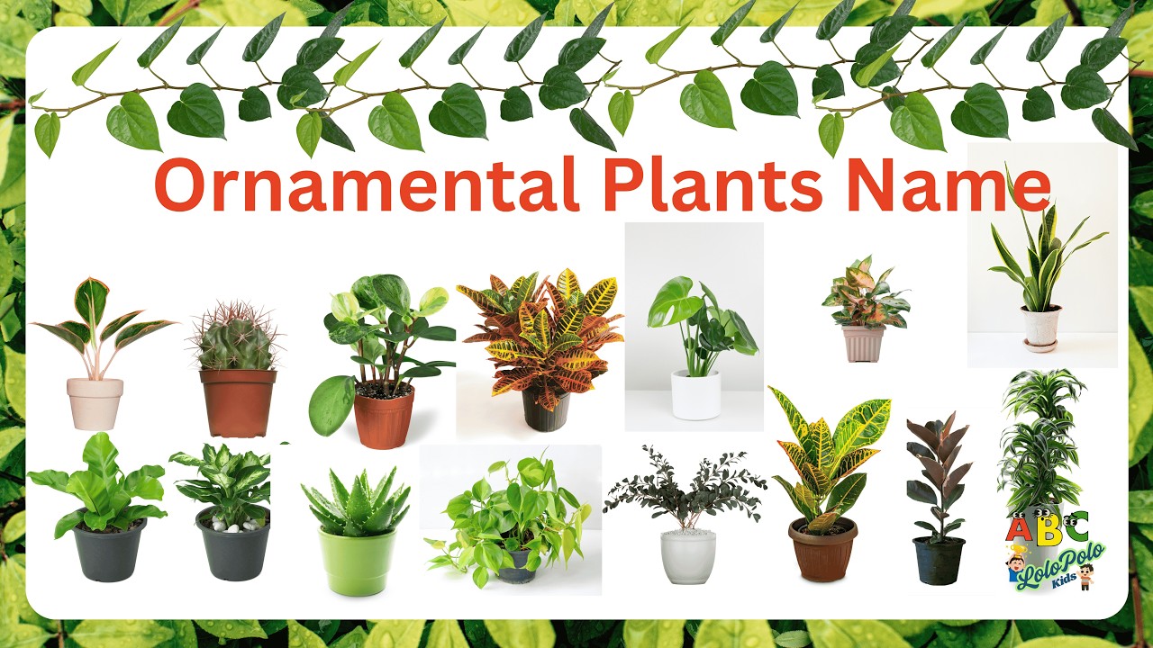Ornamental Plants Name | 100 Ornamental Plants Name With Pictures | Easy  English Learning Process