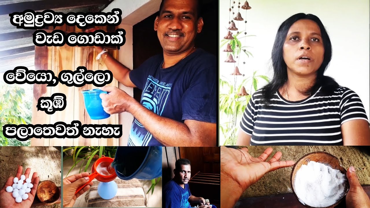 ගුල්ලන්ට, වේයන්ට සහ කූඹ්න්ට තිත | ඔයාටත් වේයන්, ගුල්ලන් හා කූඹ්න් ලොකු හිසරදයක්ද ??