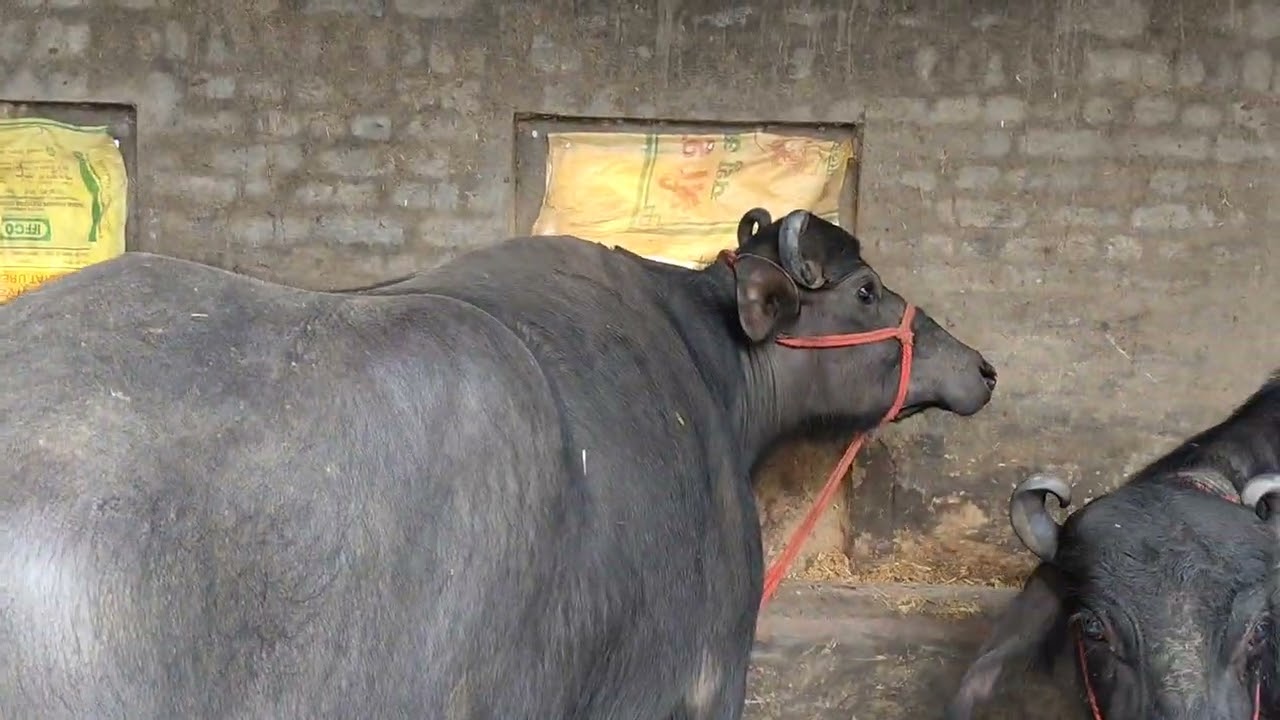 ਦਾਸ ਮੱਝਾਂ ਦੀ ਗੱਡੀ ਲੋੜ ਕੀਤੀ ਮੁਰਾਦਾਵਾਦ 98764-70190