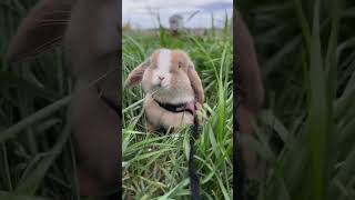 🐰 Unbelievably Adorable Rabbit   The Cutest Pet Rabbit You Will Ever See! 🐇 #Rabbitlove #Petcutene