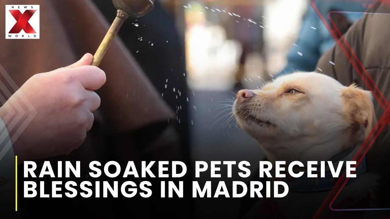 В Мадриде промокшие под дождем домашние животные получили благословение святого Антония | NewsX W...